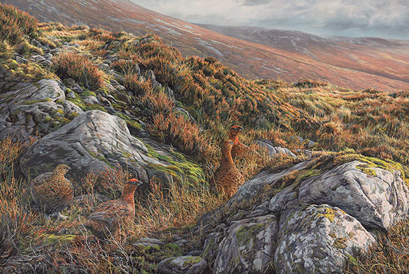 Red grouse covey in heather oil paintings for sale